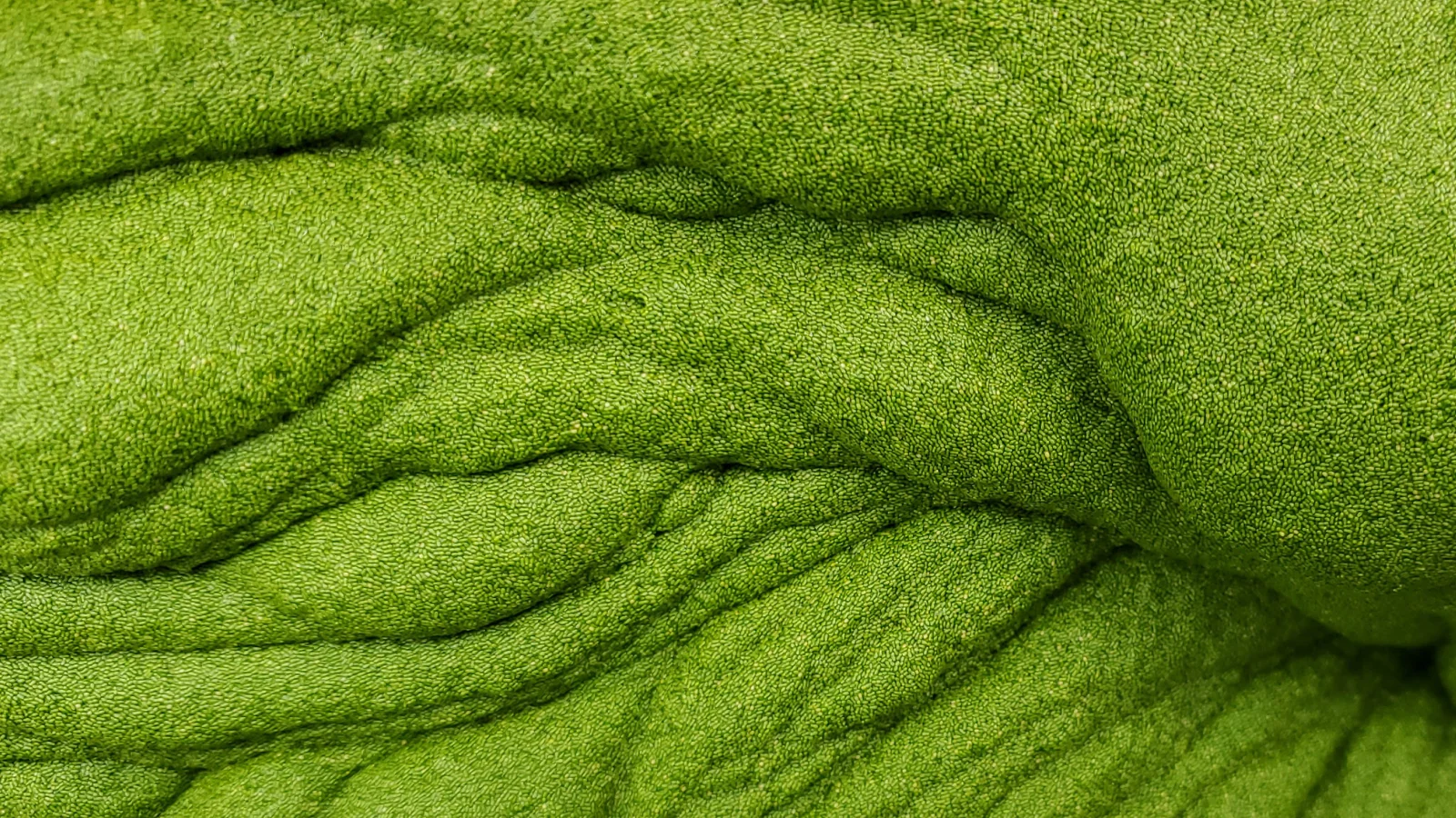 A Groundbreaking Scientific Discovery: The Vegetable with the Richest Reserves of Available and Active Vitamin B12