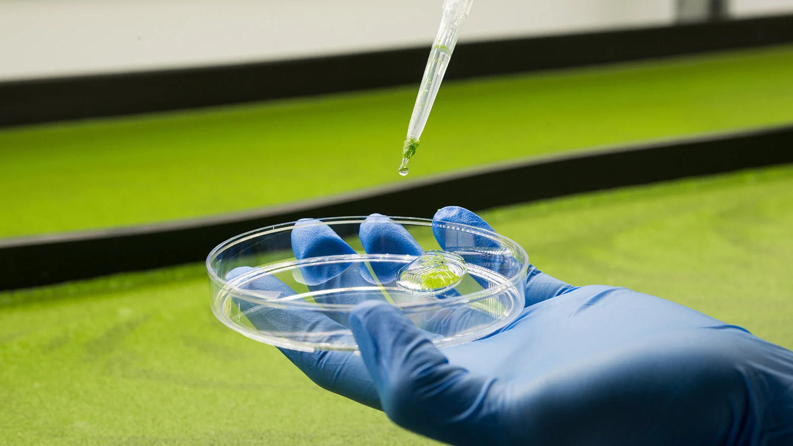 Green Mediterranean Diet: How Eating Healthy Can Make Your Brain Younger