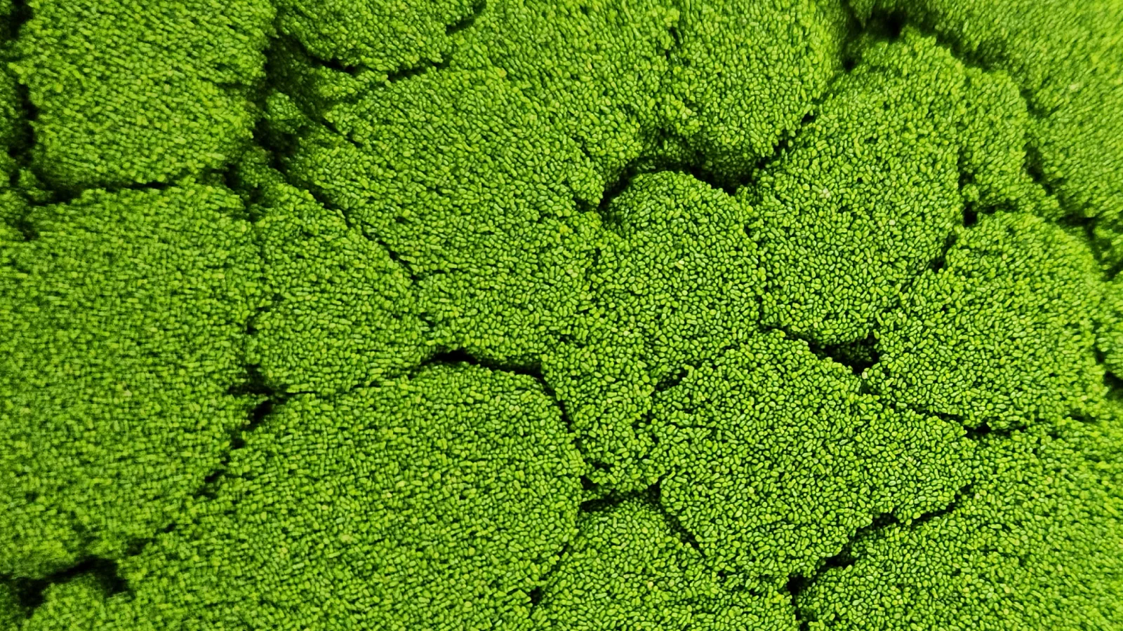 Meet Mankai Duckweed